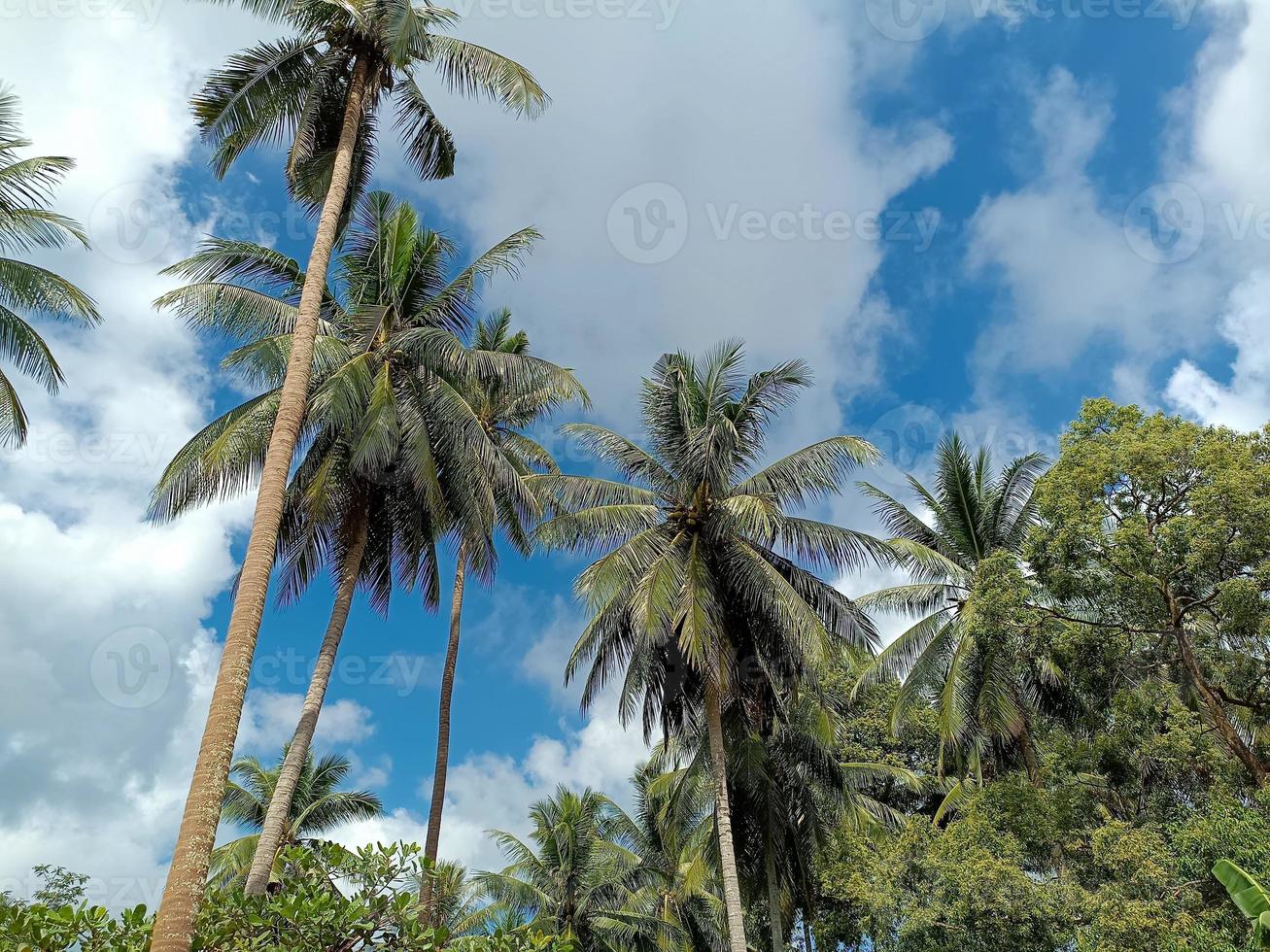 Plants botanical tropical leaf growth nature environmental ecology gardening background scenery spring images photo