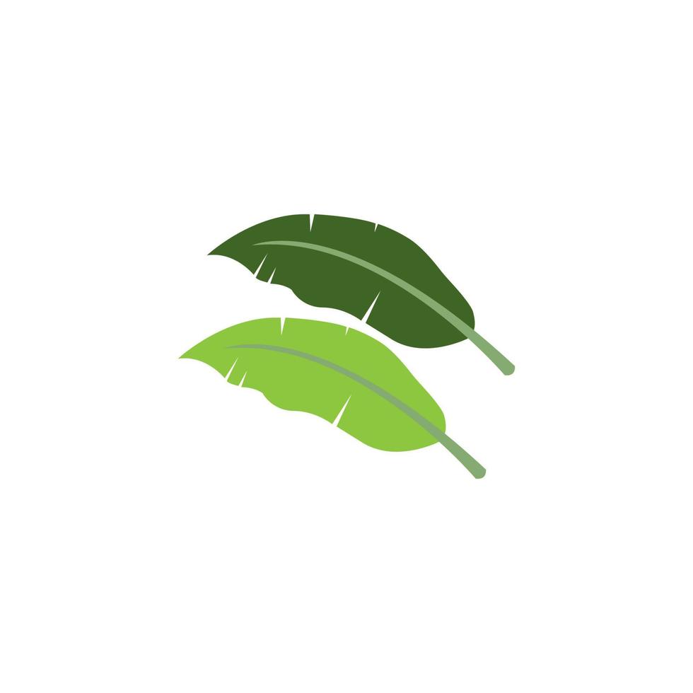 Banana leaf icon vector