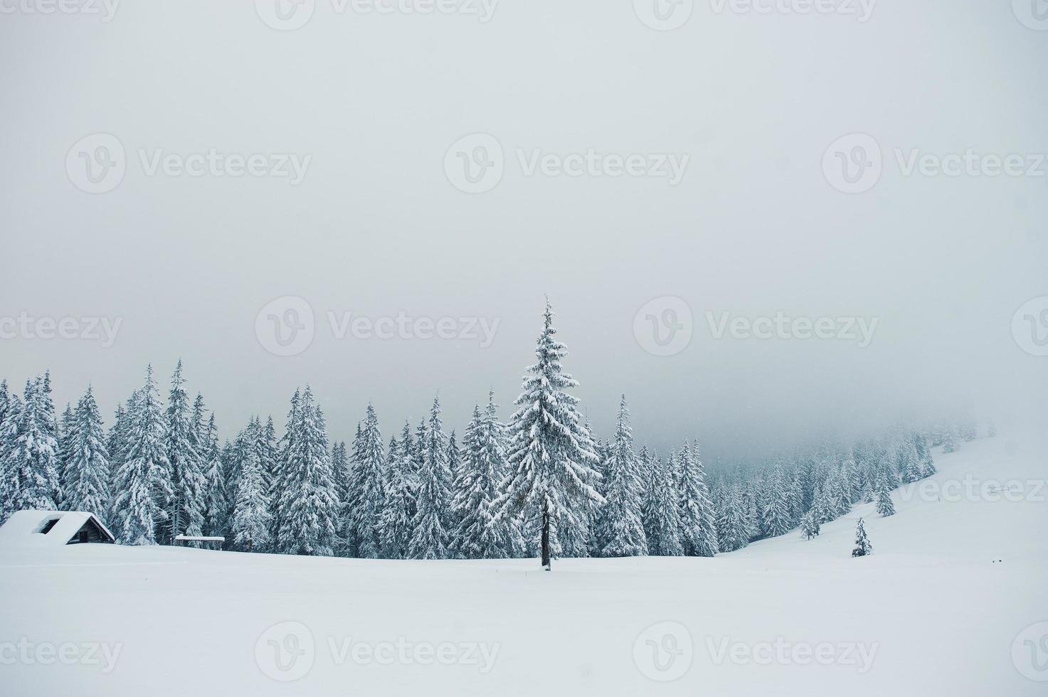 Pine trees covered by snow on mountain Chomiak. Beautiful winter landscapes of Carpathian mountains, Ukraine. Frost nature. photo