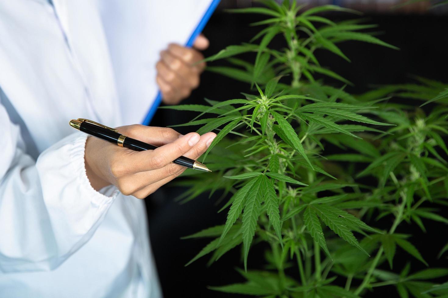 Female scientists  a hemp field checking plants and flowers, Concept of herbal alternative medicine, cbd oil, pharmaceptical industry photo