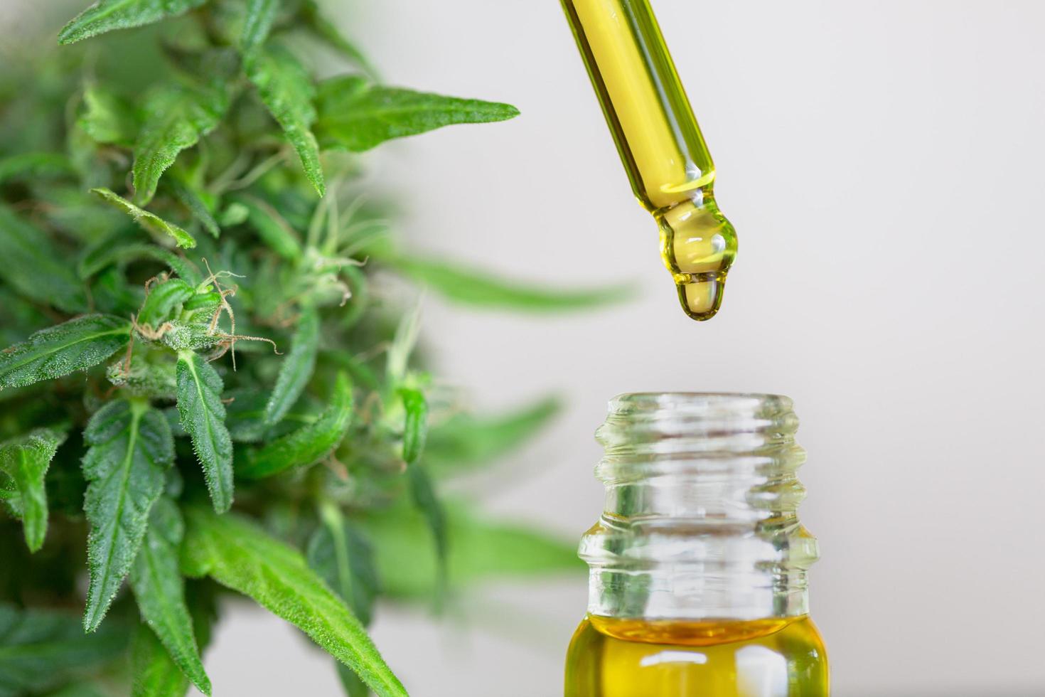 Detail of dropper with CBD oil  onHemp flower background, Cannabis Oil - medical marijuana concept photo