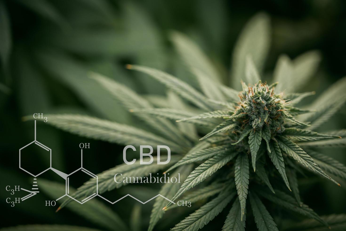 CBD Chemical Formula, CBD elements in Cannabis, Hemp Oil, Cannabidiol or CBD molecular structural formula. Growing Marijuana, cannabinoids and health, medical marijuana. photo