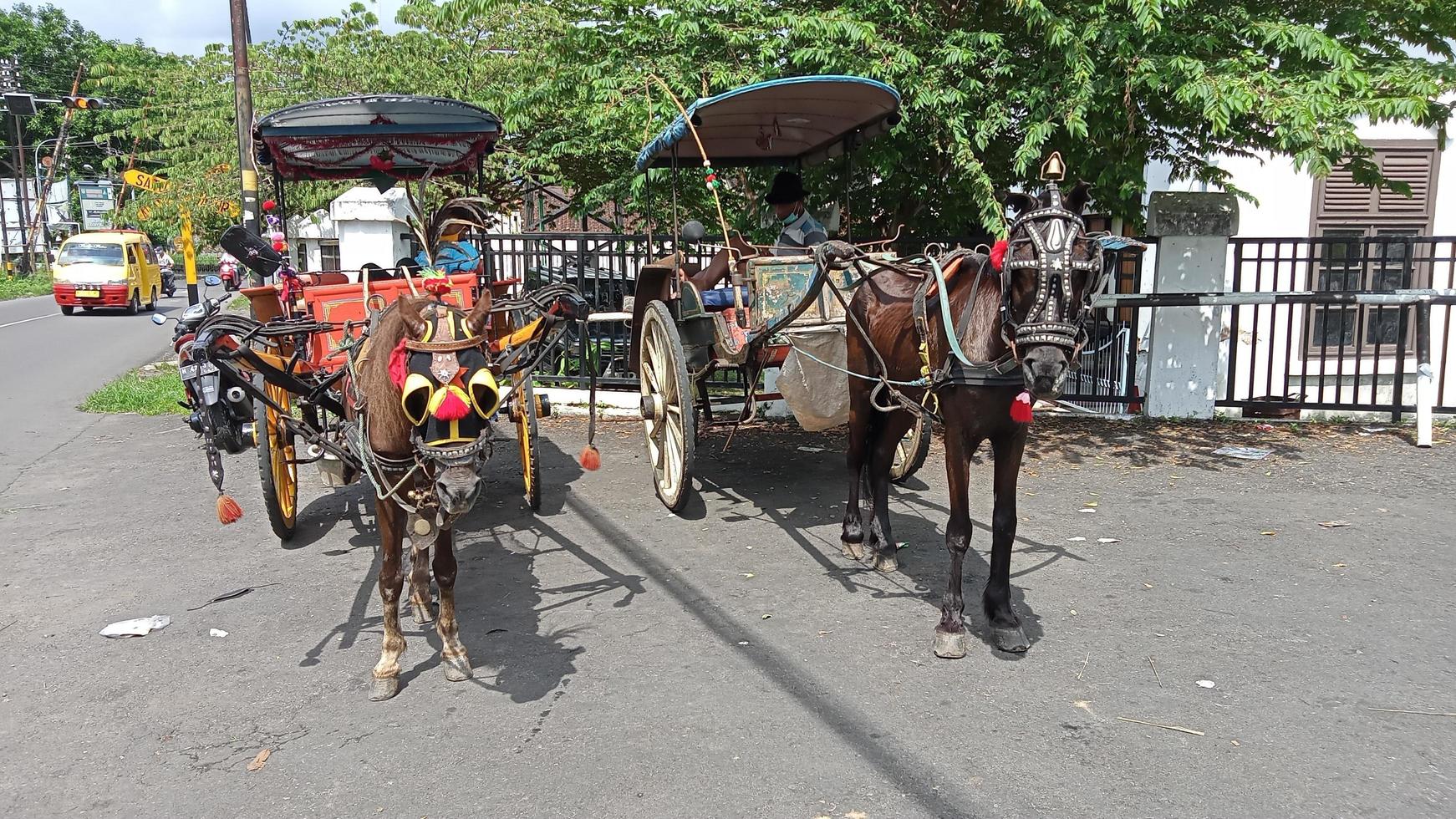 javanese traditional horse transportation photo