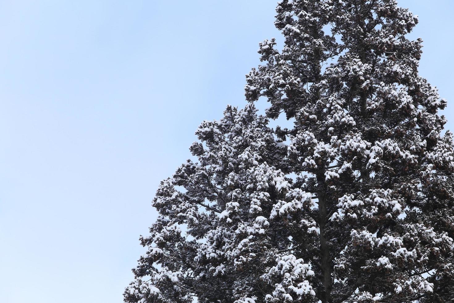 Winter scene, snow on pine branches. photo