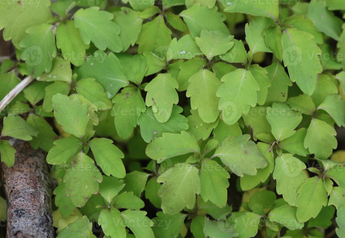 A close up of a vine photo