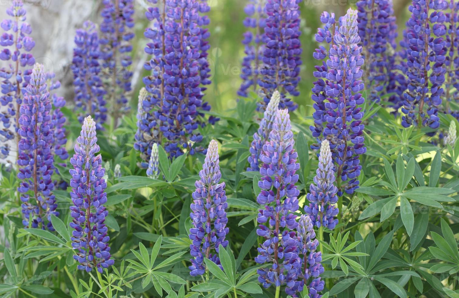 A field of lupins by the sea. photo