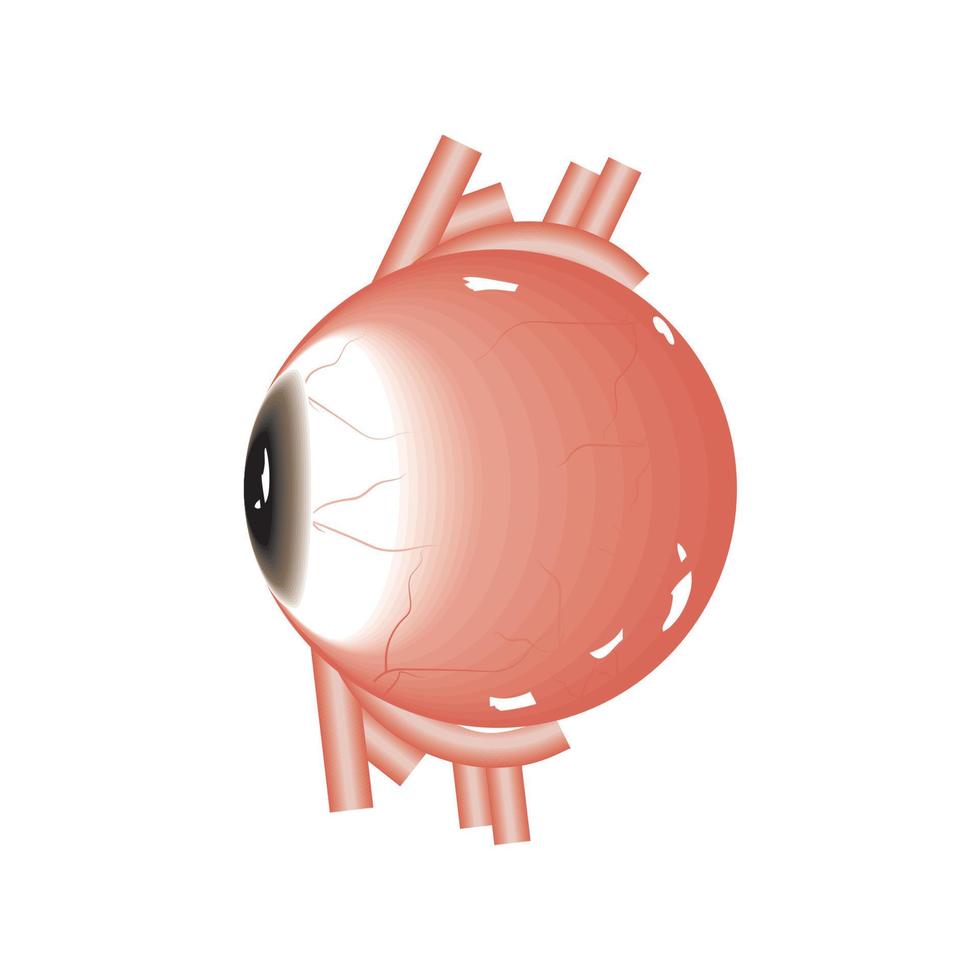 ojo humano organo vector