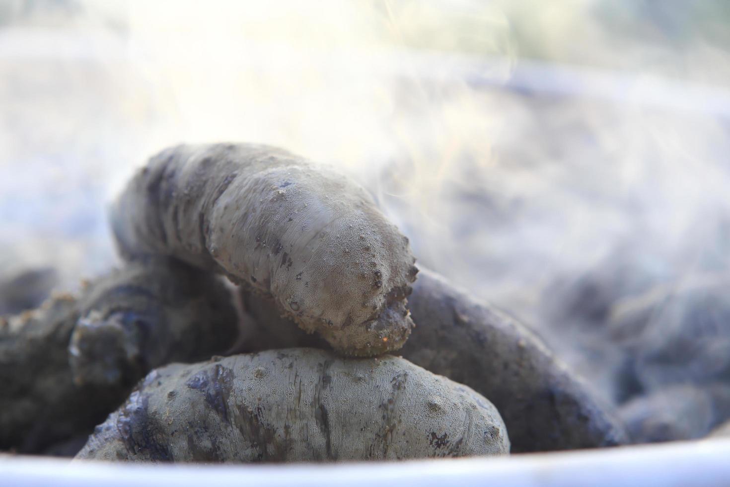 Drying Sea Cucumber Outdoor photo