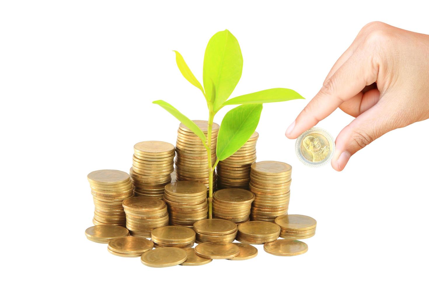 sapling growing from pile of coins photo