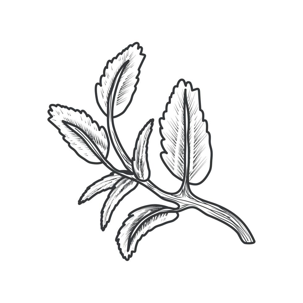 plant foliage botanical vector