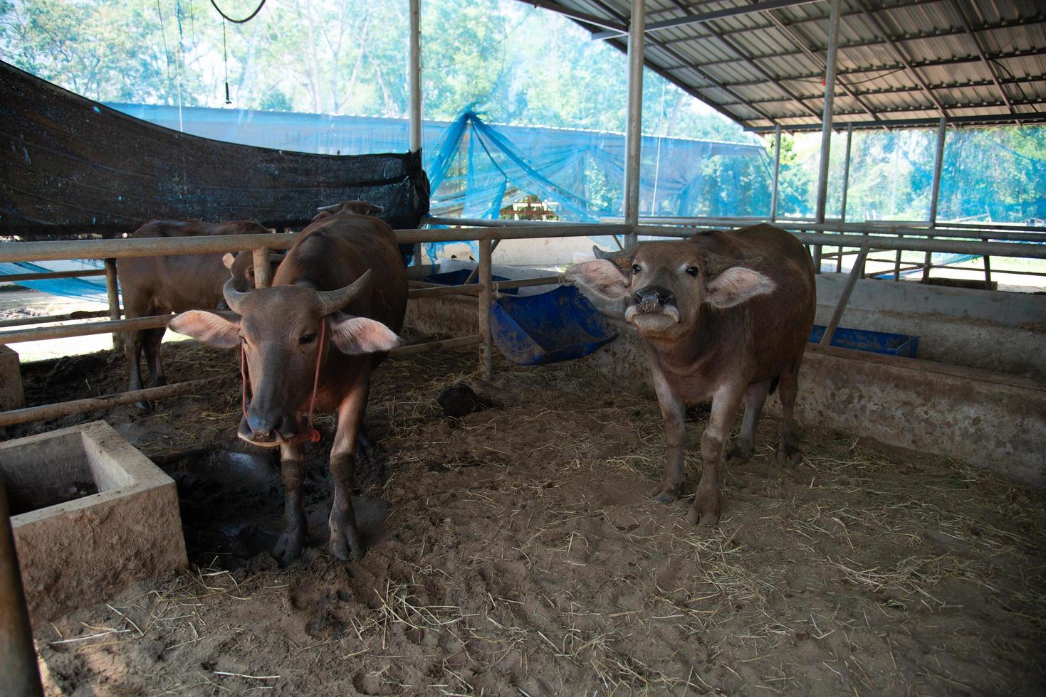 buffalo on the farm photo
