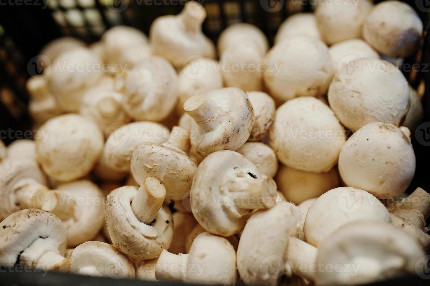 Champignon mushrooms on the shelf of a supermarket or grocery store. photo