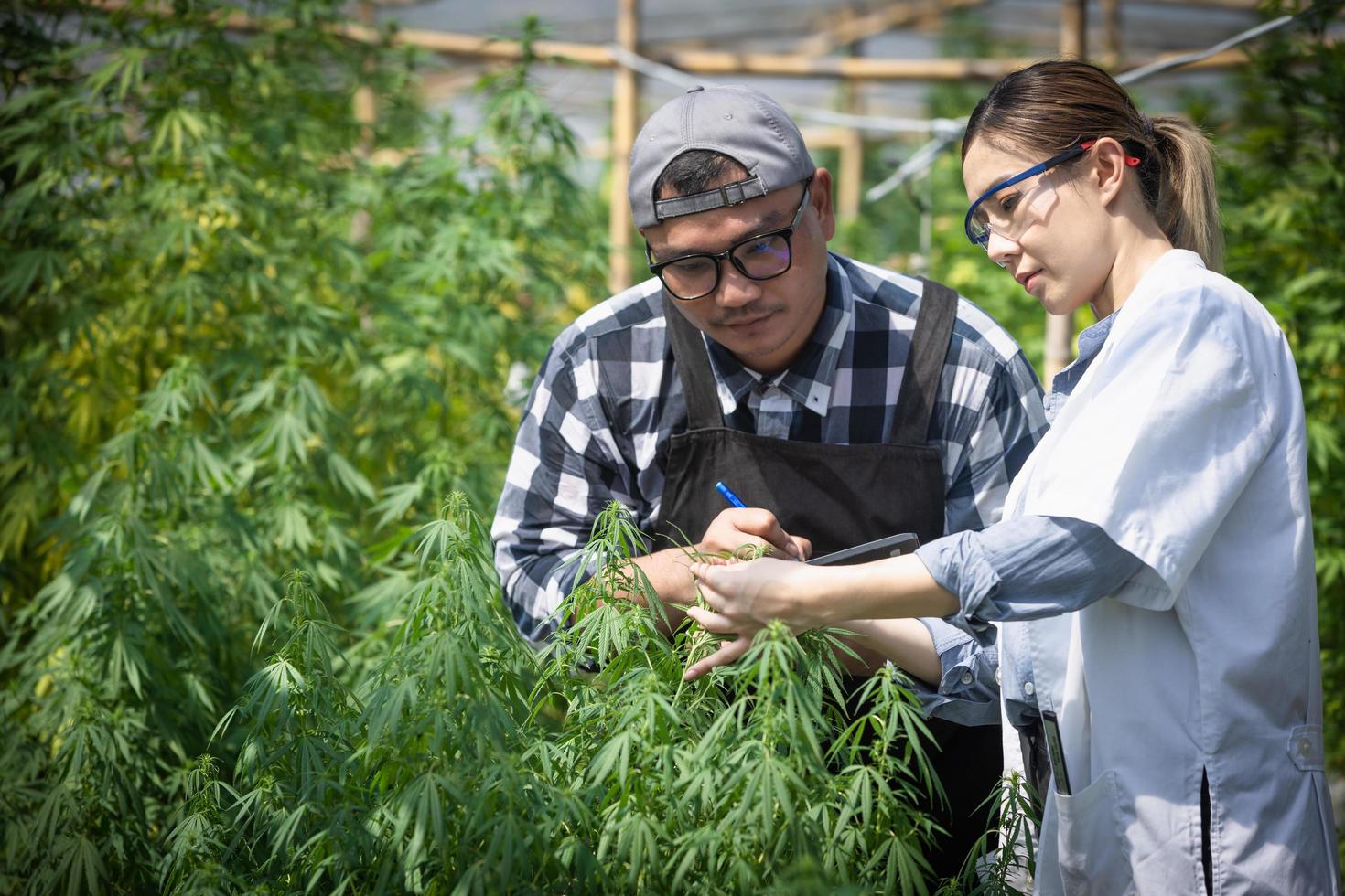 Portrait of scientist  checking and analizing hemp plants, signing the results with laptop in a greenhouse. Concept of herbal alternative medicine,cbd oil, pharmaceutical industry. photo