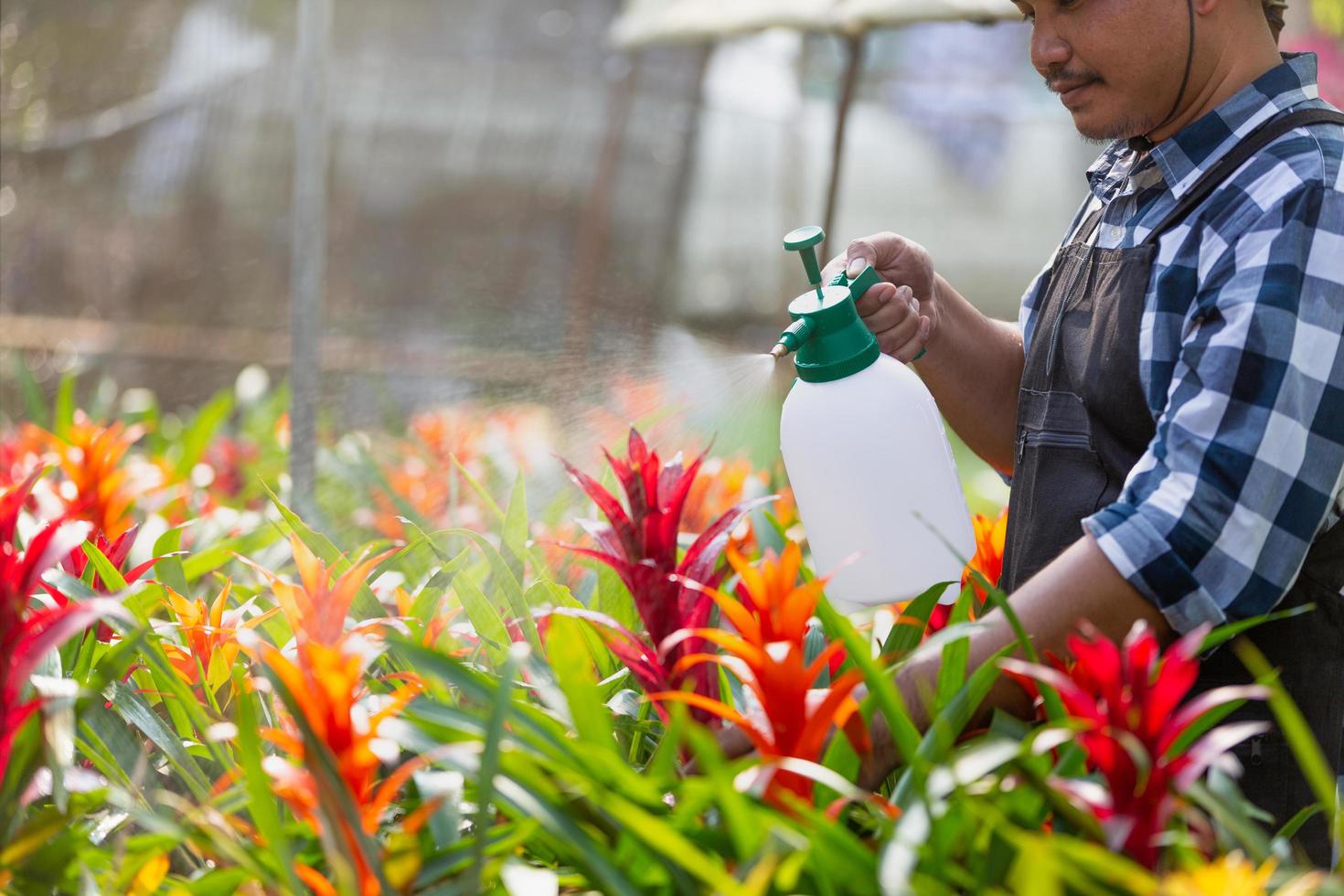 Men gardener taking care flowers of red  in pots in greenhouse photo