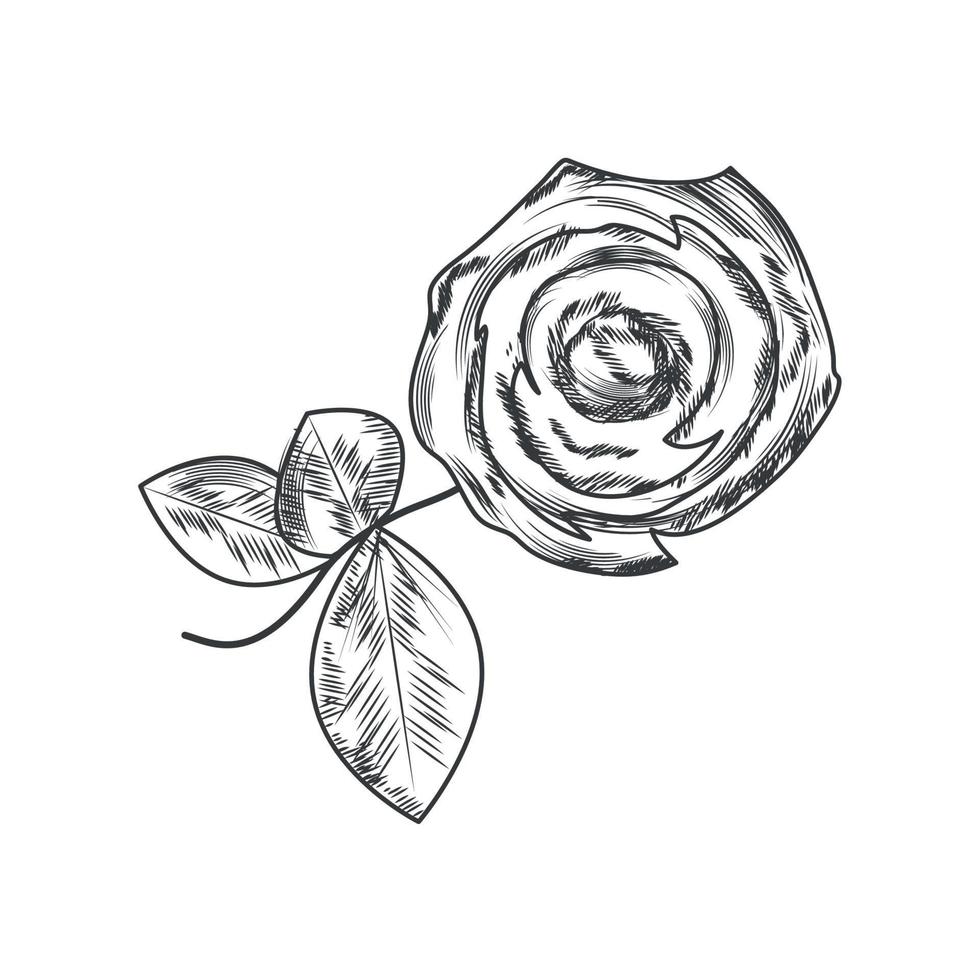 flower rose and leaf vector