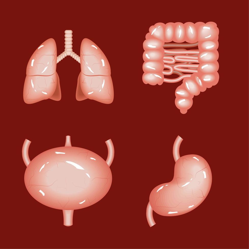 iconos órganos internos humanos vector