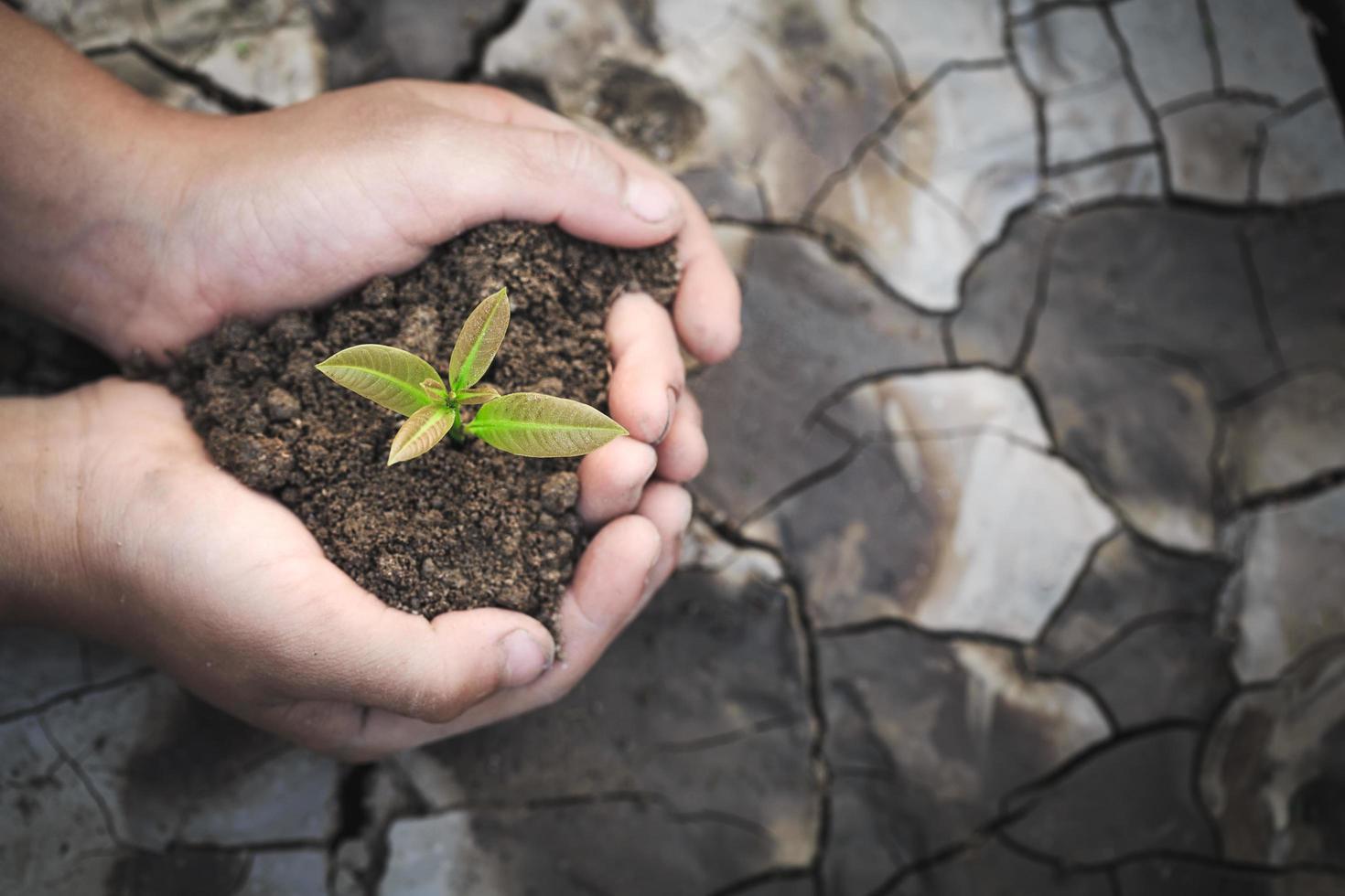 los árboles crecen en manos humanas en el fondo del suelo seco y agrietado, plantan un árbol, reducen el calentamiento global, la primavera, el día mundial del medio ambiente, el día de la tierra ecológica. foto