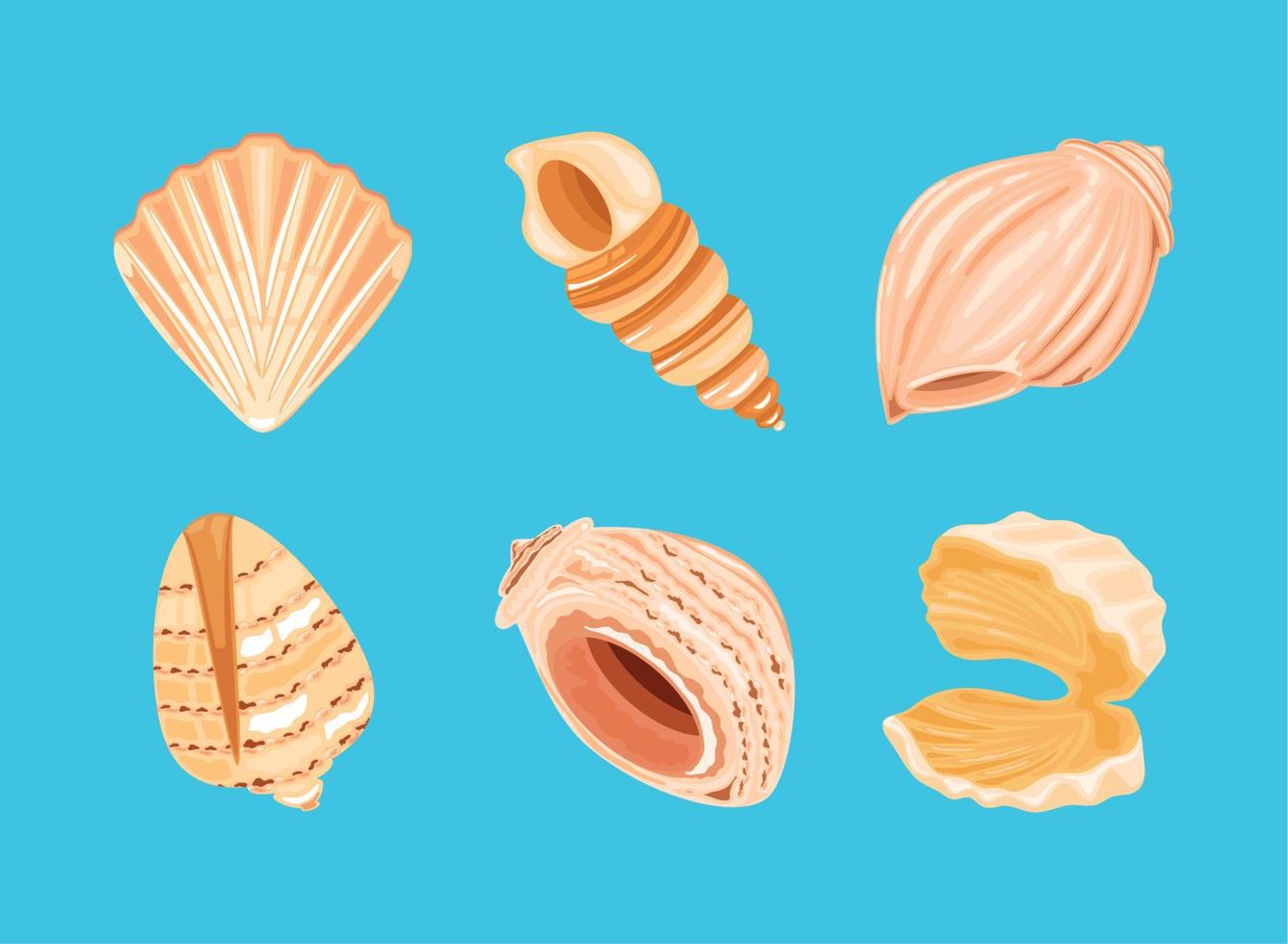 set of shells vector