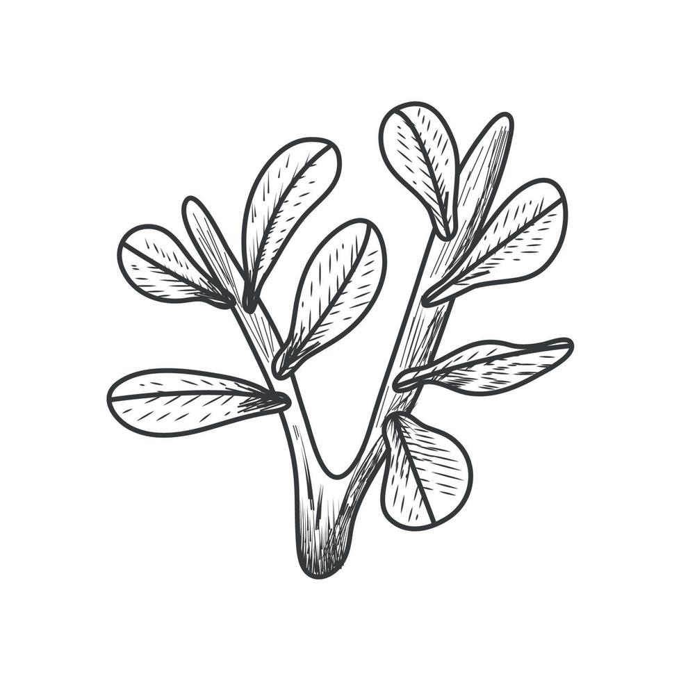 branches plant botanical vector