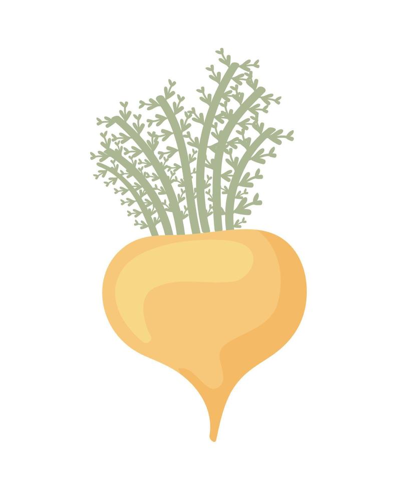 superfood maca icon vector