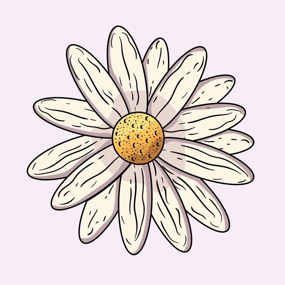 Daisy flower drawing. Vector engraved Chamomile floral black ink sketch. Wild botanical garden bloom