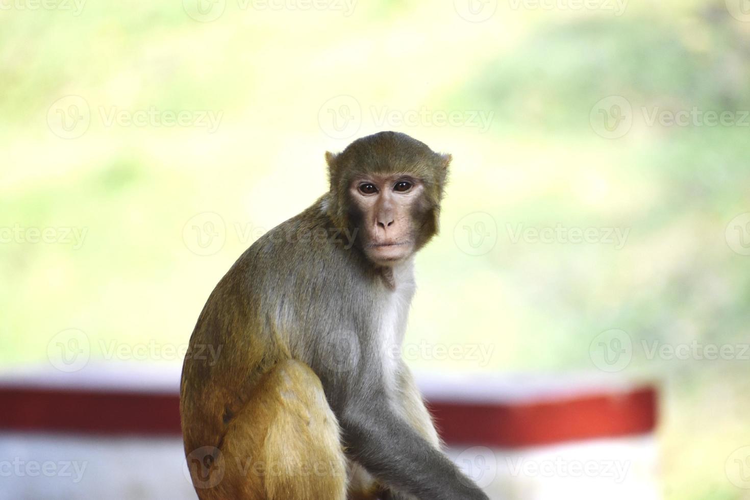 Snap of a Monkey photo