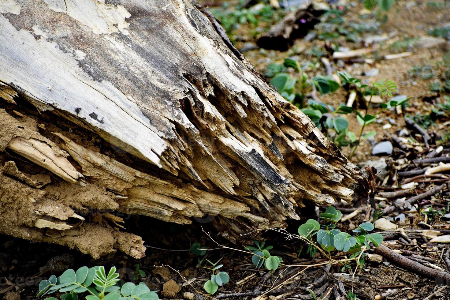 Snap of broken wood photo