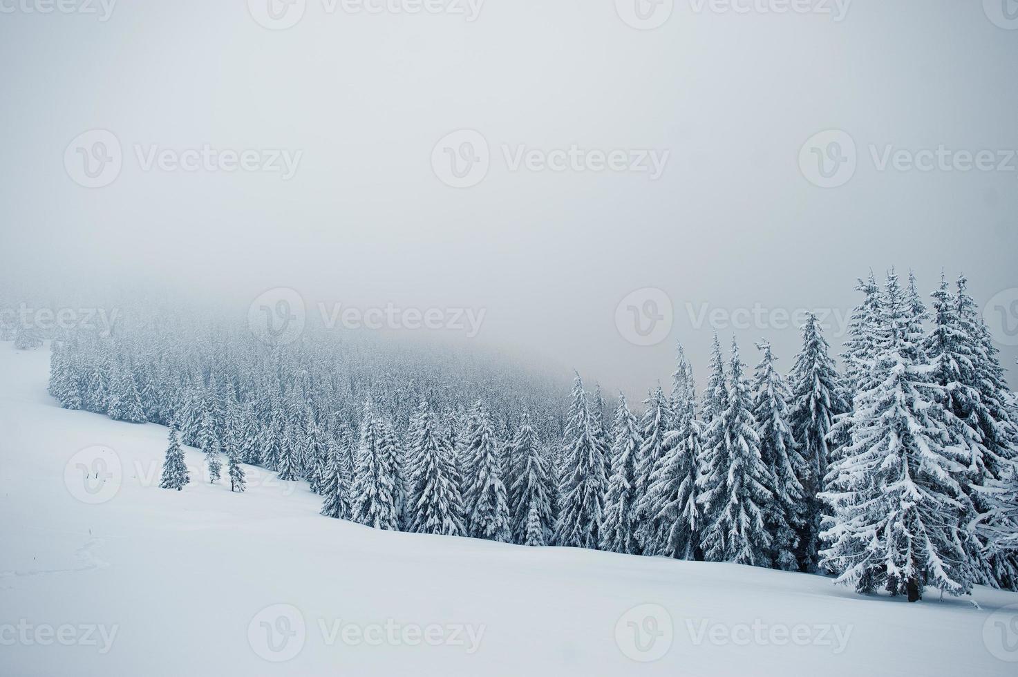 Pine trees covered by snow on mountain Chomiak. Beautiful winter landscapes of Carpathian mountains, Ukraine. Majestic frost nature. photo