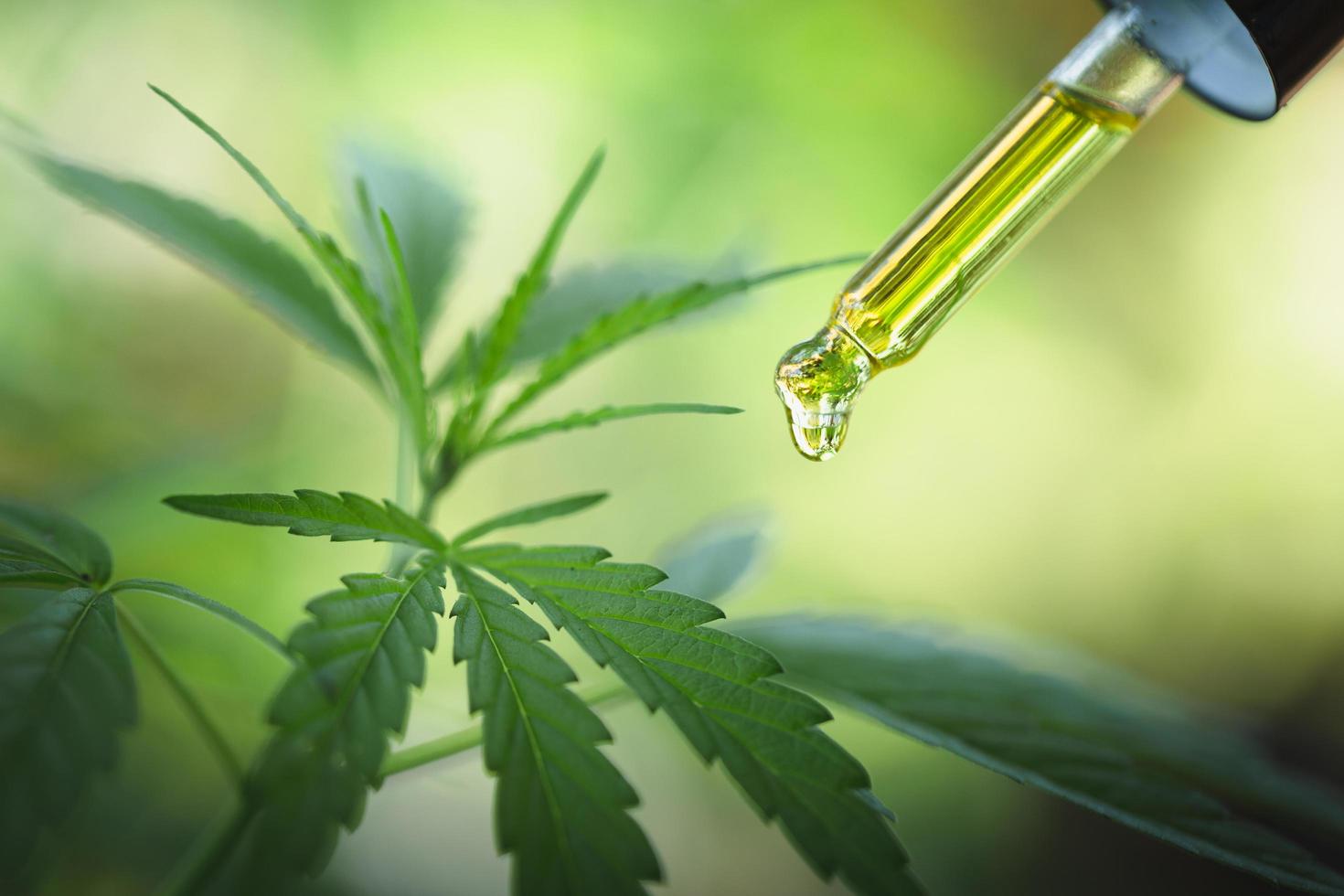 primer plano de la dosificación de gotas de una planta de cáñamo biológica y ecológica aceite de cbd farmacéutico a base de hierbas de un frasco.concepto de extracto de aceite de cáñamo para la medicina alternativa. foto