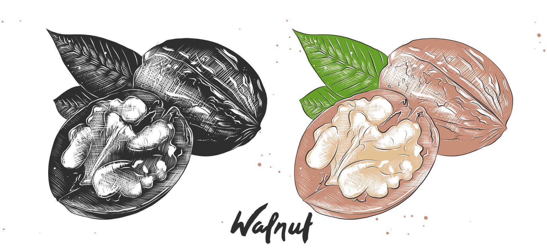 Vector engraved style illustration for posters, decoration and print. Hand drawn etching sketch of walnuts in monochrome and colorful. Detailed vegetarian food linocut drawing.