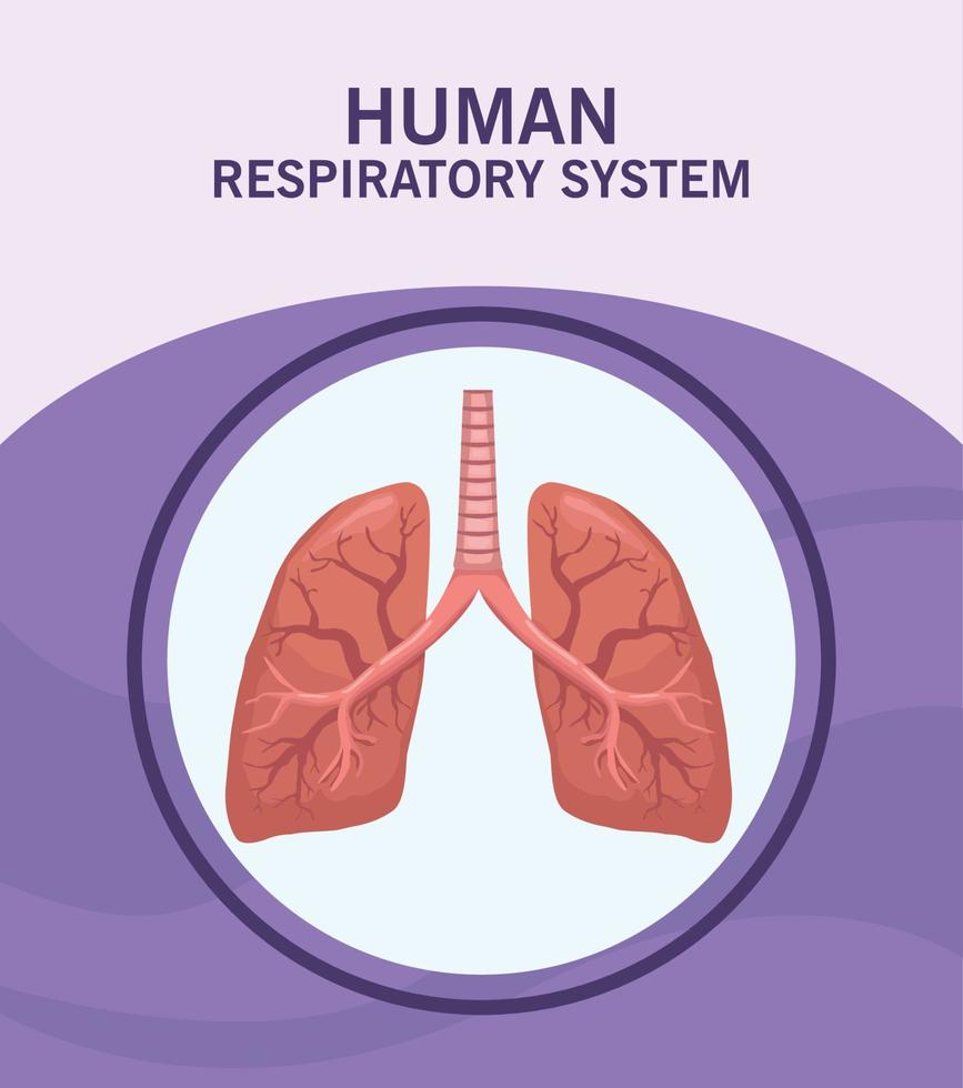 human respiratory system vector