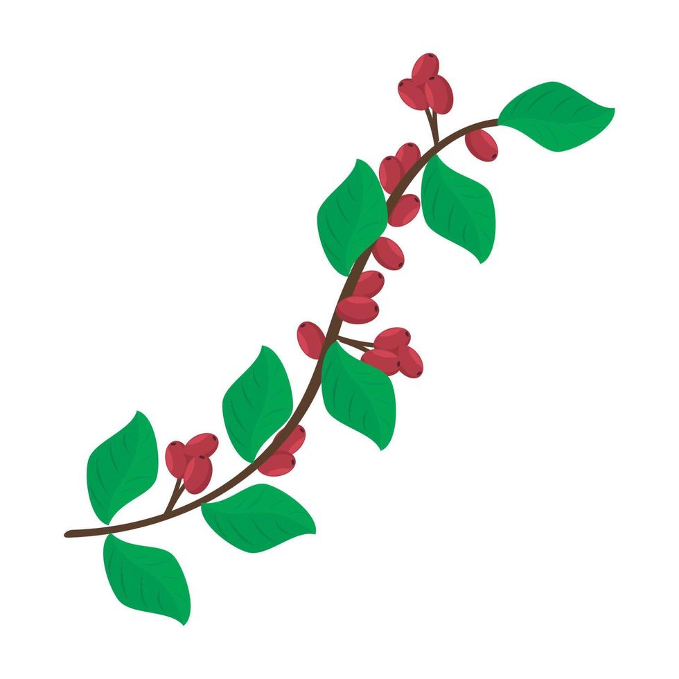 coffee plant with seeds vector