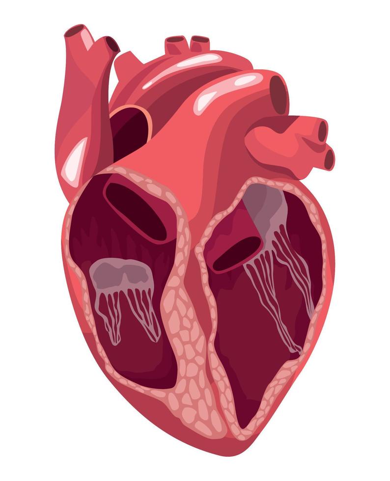 half heart realistic organ vector