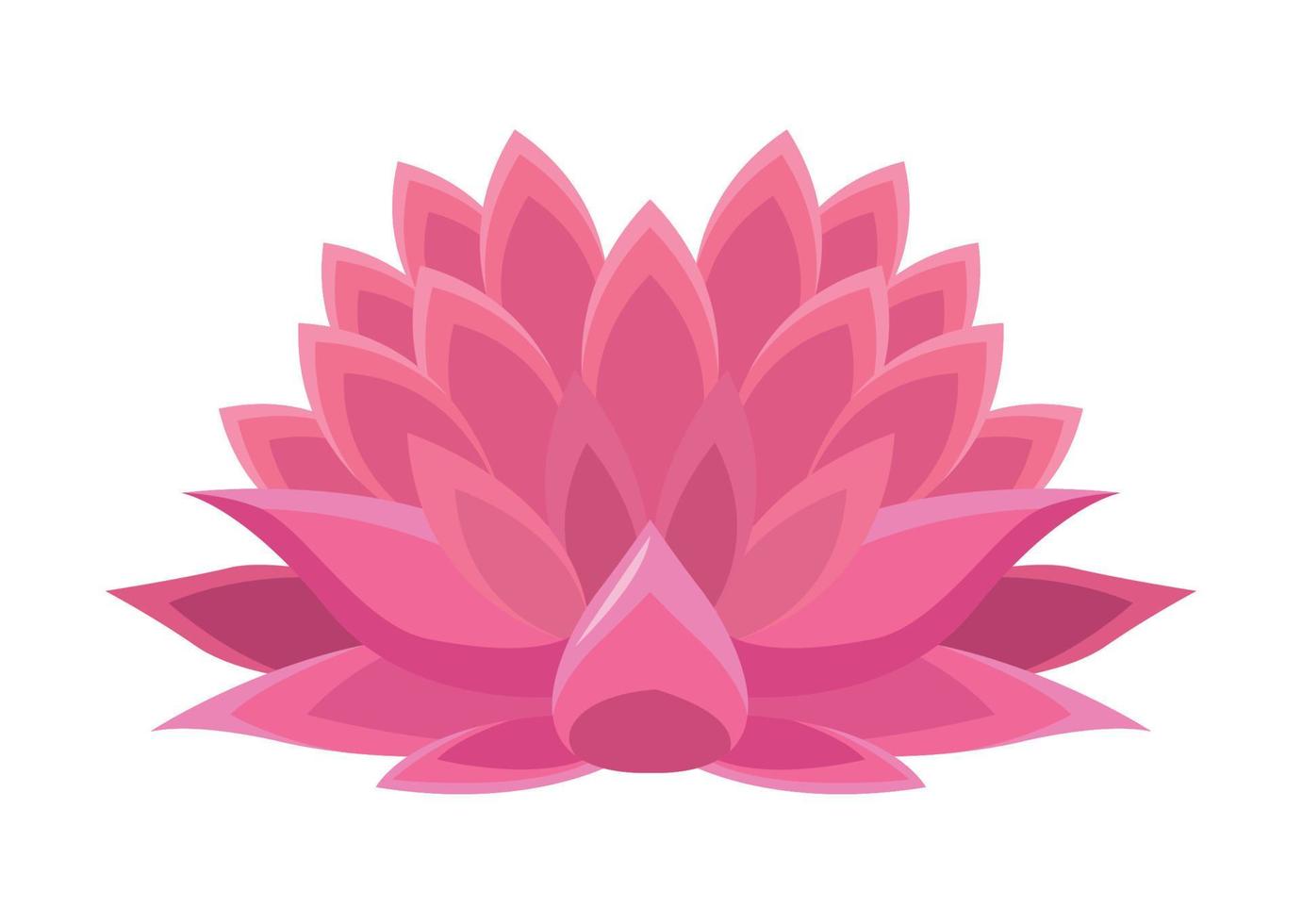 pink lotus flower vector