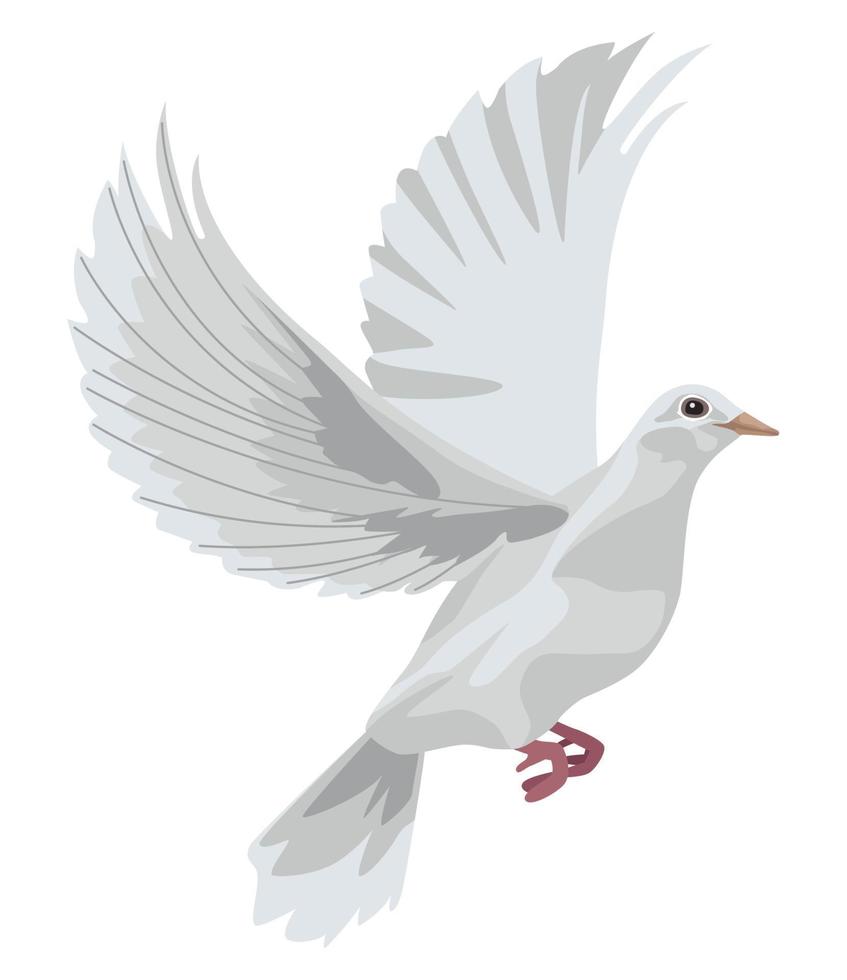 white dove flying vector