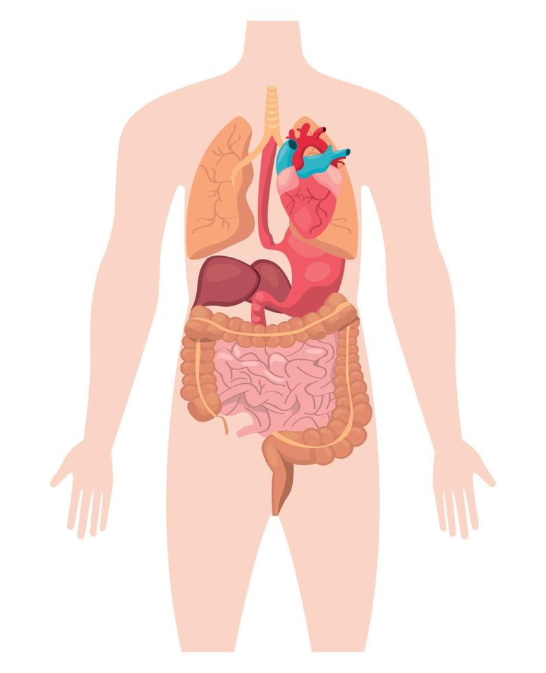 body organs design vector