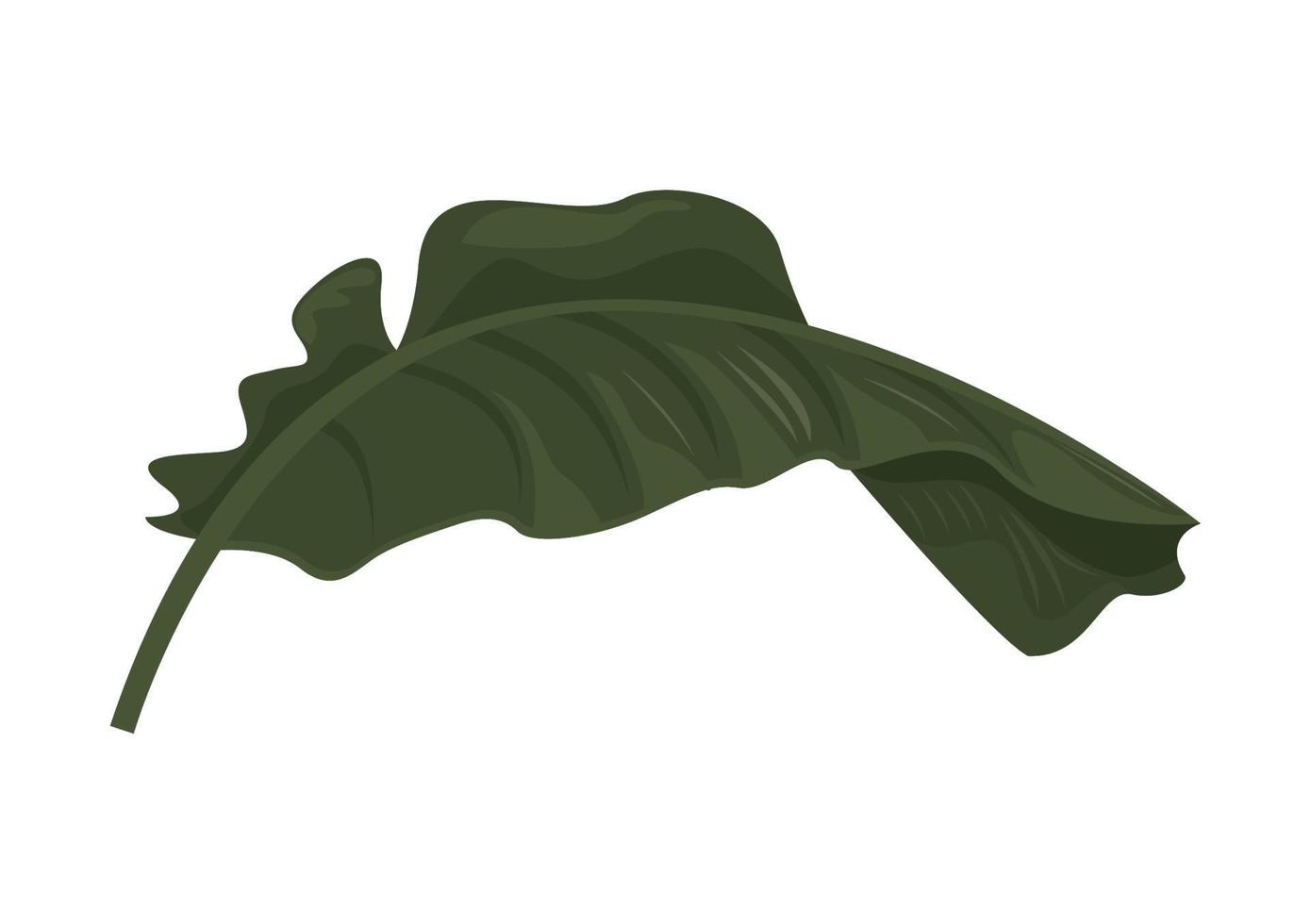 leaf palm green vector