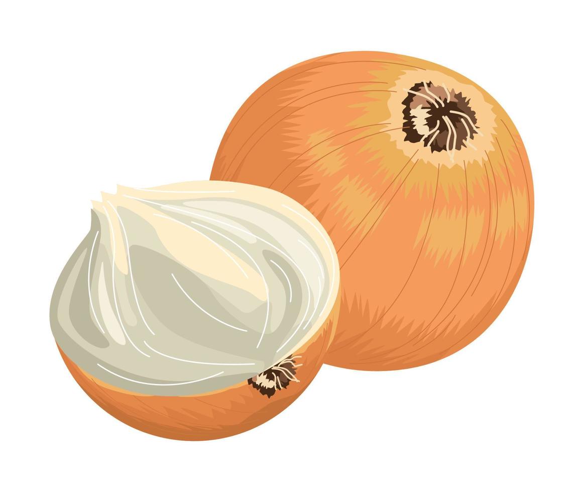 fresh onions vegetable vector
