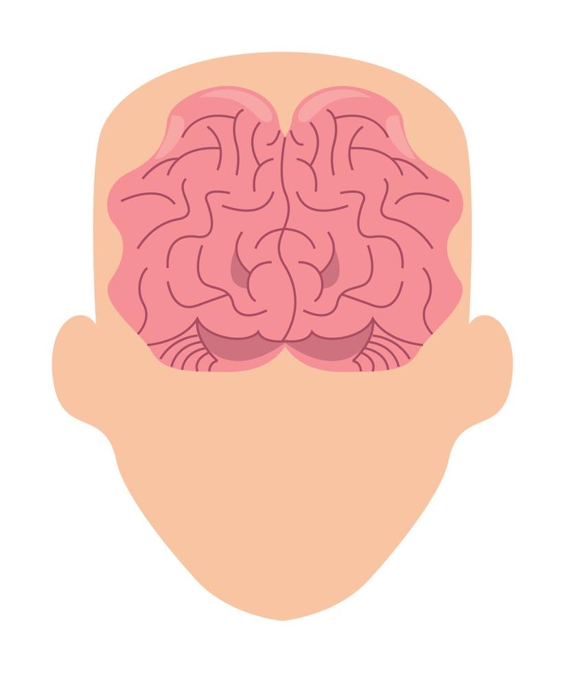 brain in head vector