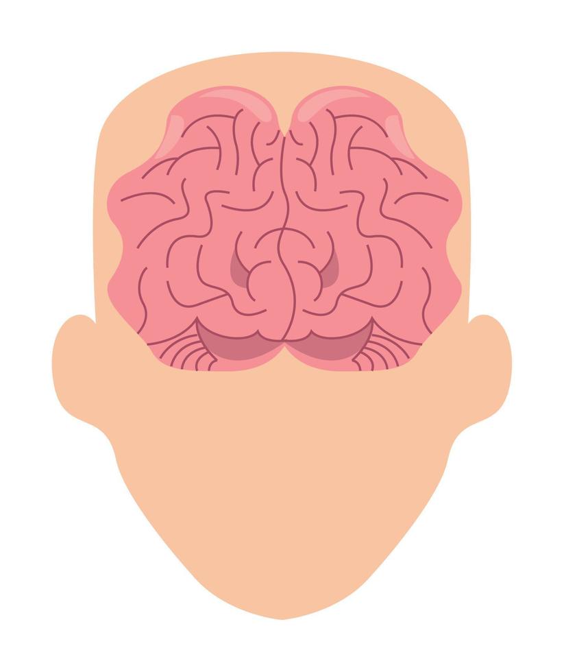 brain in head vector