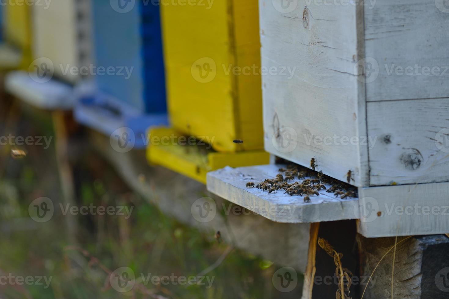 honey bee home in nature photo