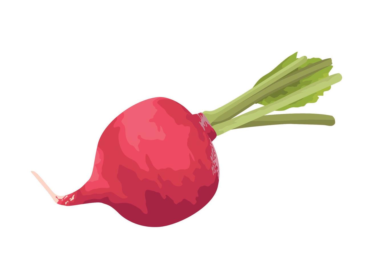 fresh radish vegetable vector