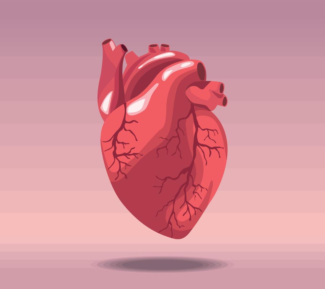 órgano humano realista del corazón vector