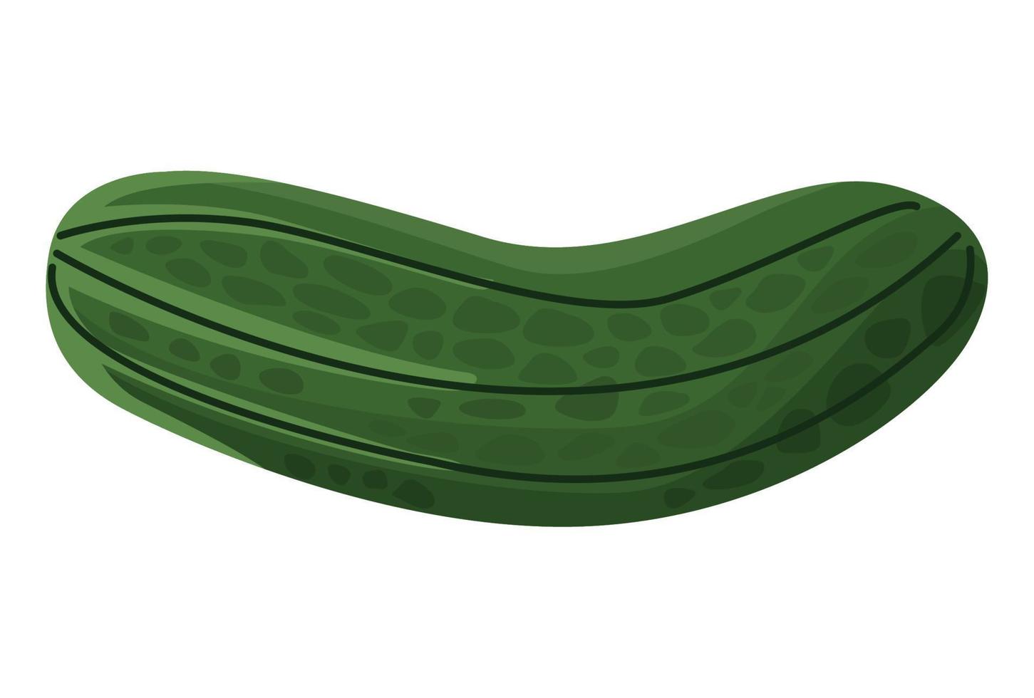 fresh cucumber vegetable vector