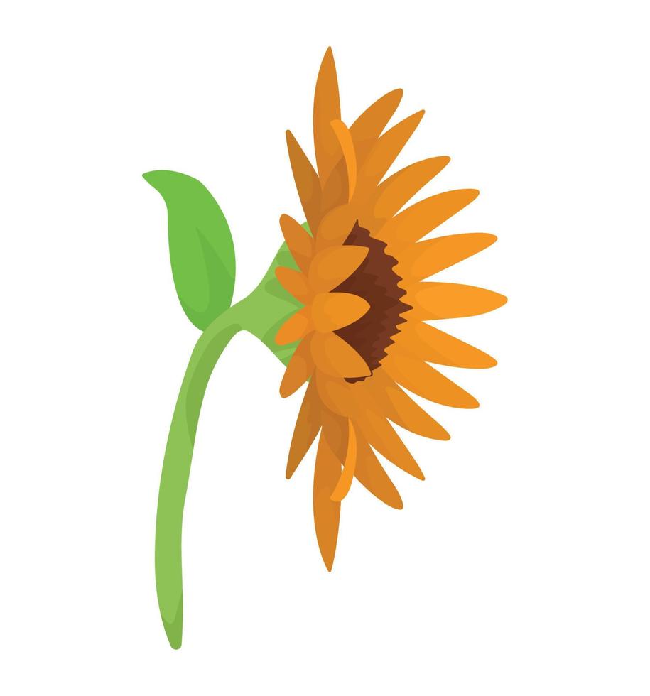 beautiful sunflower garden vector