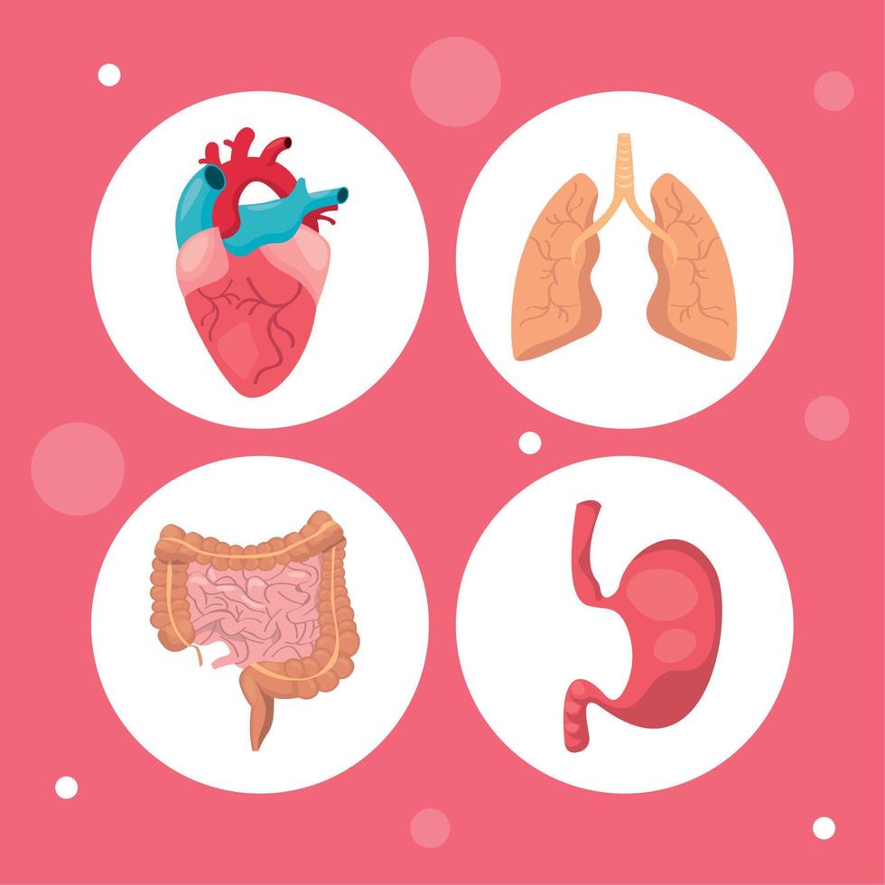System human body vector