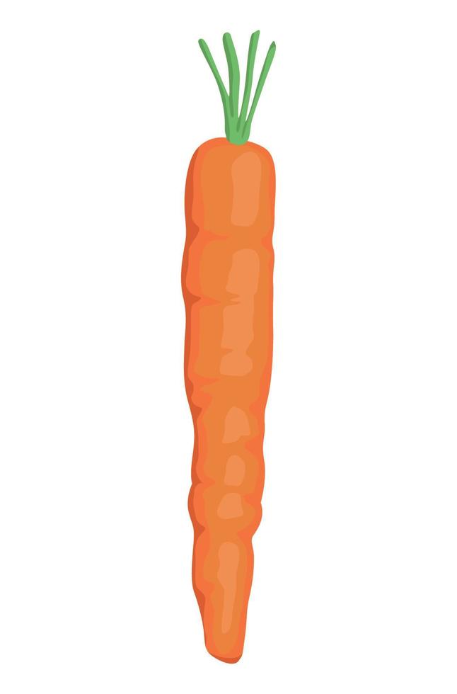 fresh carrot vegetable vector