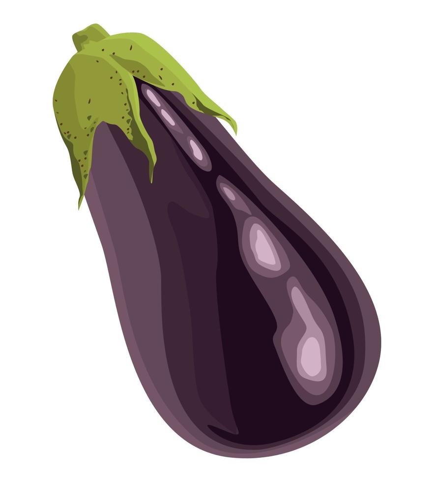 fresh eggplant vegetable vector