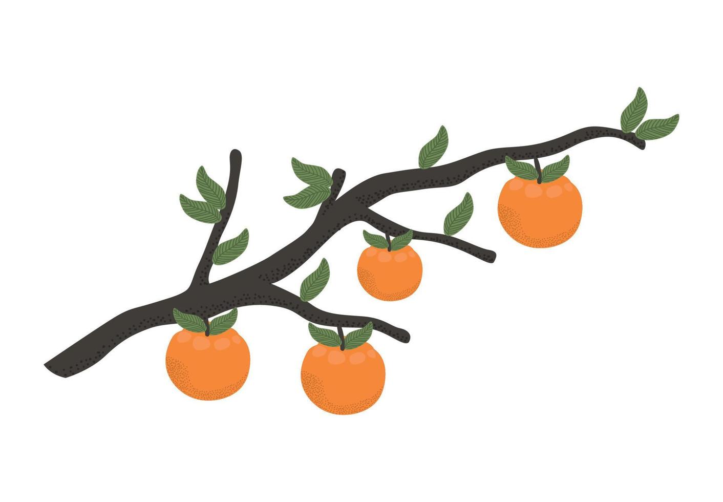 oranges tree branch vector