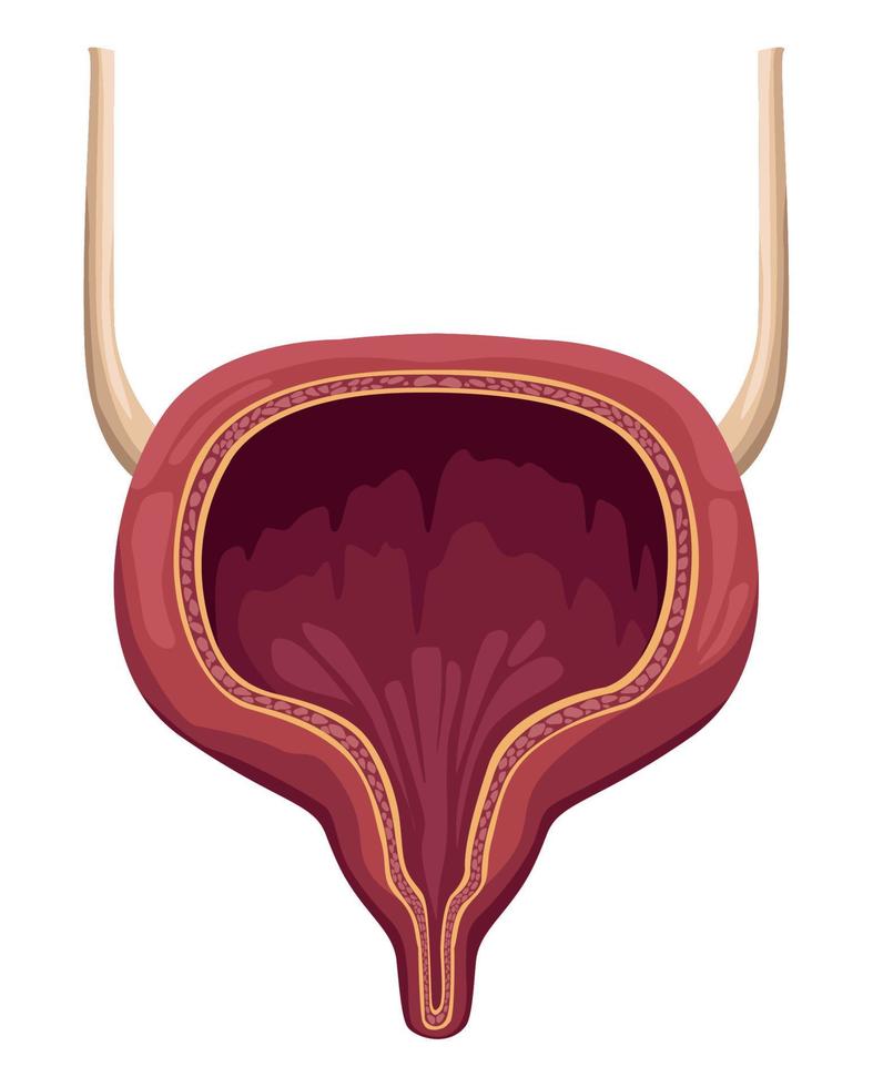 bladder realistic human organ vector